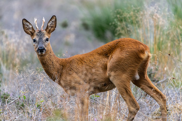 European Roe Deer (Capreolus capreolus), Buck