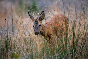European Roe Deer (Capreolus capreolus), Buck