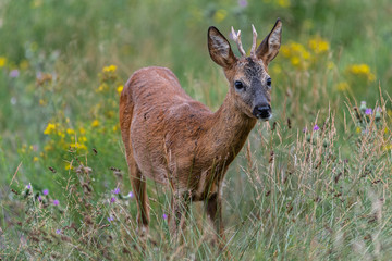 Naklejka na ściany i meble European Roe Deer (Capreolus capreolus), Buck