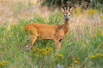 European Roe Deer (Capreolus capreolus), Buck