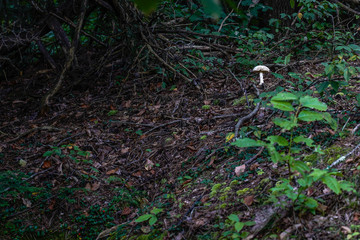 Lonesome mushroom growing in the woods. 