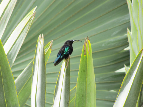 Colibri noir aux reflets verts perch&eacute; sur feuille de palmier dans le jardin tropical de Balata en Martinique