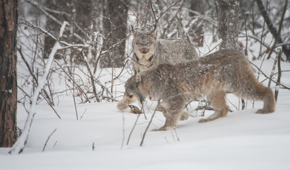 Naklejka na ściany i meble Canadian lynx in the wild