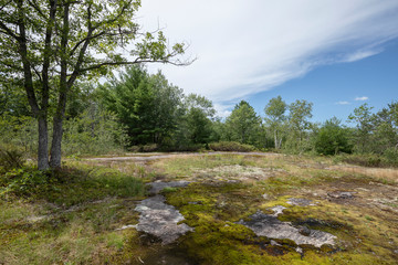 Glacial bedrock trail with moss and lichen and shrubs and evergreens on a bright summer day