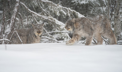 Canadian lynx in the wild