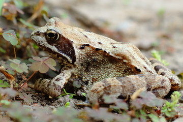 frog on the ground