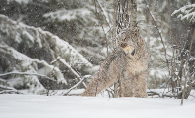 Canadian lynx in the wild
