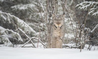 Canadian lynx in the wild