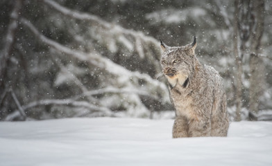 Canadian lynx in the wild