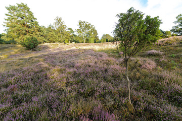 Fototapeta premium Heathland in Bad Fallingbostel, Germany