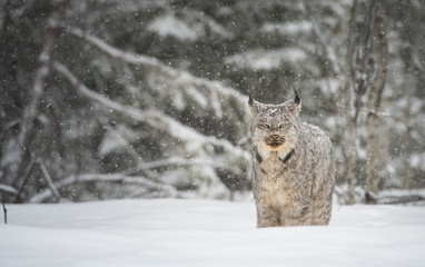 Canadian lynx in the wild - 373178093