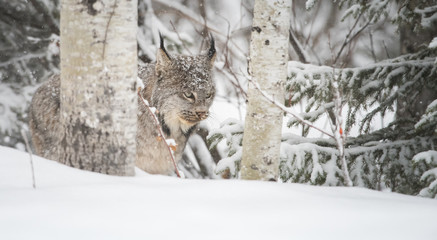 Canadian lynx in the wild