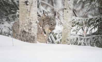 Canadian lynx in the wild