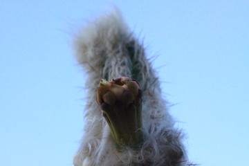 hermoso cactus viejito al atardecer increíble flor de cactus  