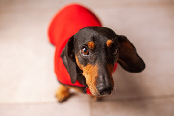 dachshund in looking at the camera with tender eyes