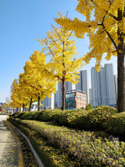 A row of beautiful Ginkgo Maidenhair trees fill the streets of Seoul city of South Korea