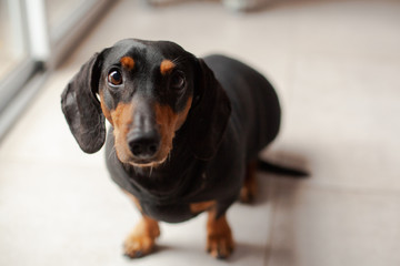 dachshund in black clothes looking at camera