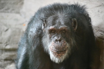 Wise old chimpanzee stares at photographer.