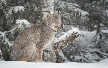 Canadian lynx in the wild