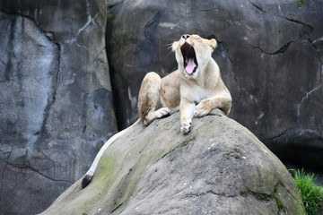 Lioness yawning on large rock.