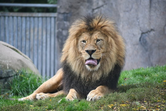 Happy lion on a hot day.