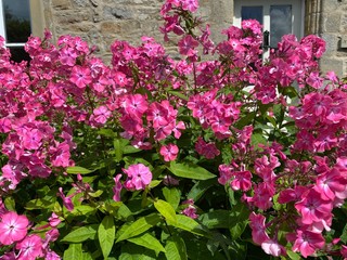 Deep pink flowers, and large green leaves, near a cottage wall, on a late summers day in, Leyburn, Yorkshire, UK