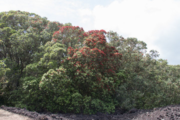 Fototapeta na wymiar The view of pohutukawa tree in bloom.