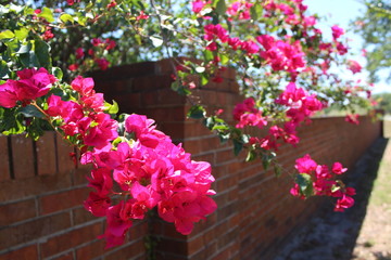 Pink flowers on a tree.