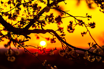 Sonnenuntergang mit Baum vorne