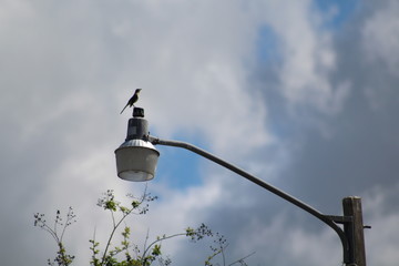 A bird on a lamp post.