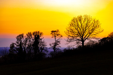 Naklejka premium Sonnenuntergang mit Bäumen
