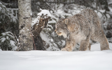 Canadian lynx in the wild