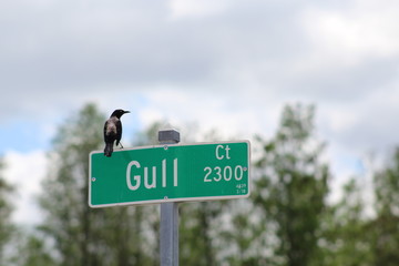 A bird on a street sign.