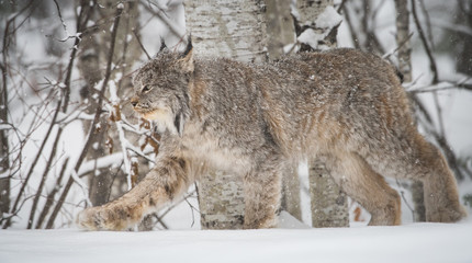 Canadian lynx in the wild © Jillian