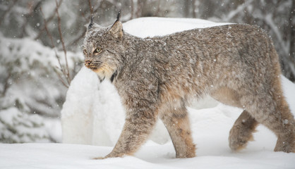 Canadian lynx in the wild