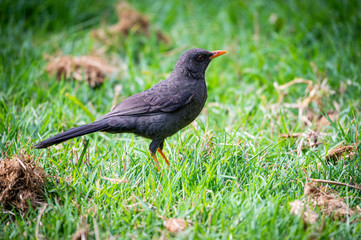 blackbird on the grass