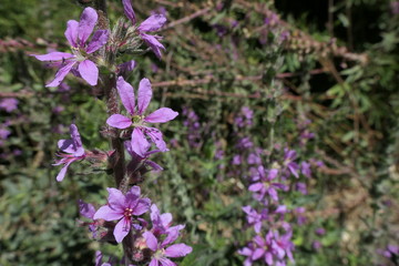 purple flowers in the garden