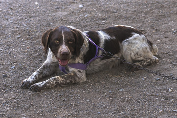 Old Brittany dog lying on the ground with open mouth