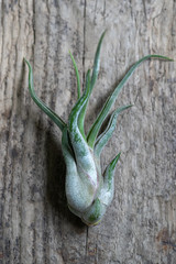 Close up of air plant Tillandsia on wooden surface. Trendy indoor garden ideas. Soft focus. Houseplant with aerial roots