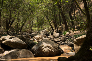River running through the forest