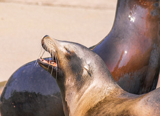 Obraz premium sea lion on the beach