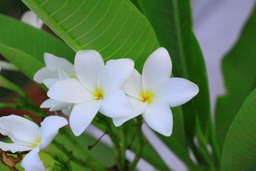 hermosas sacalasuchil blanca y rosa 