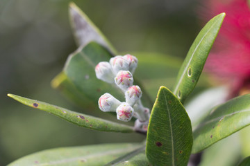 Close up view of pohutukawa bud.