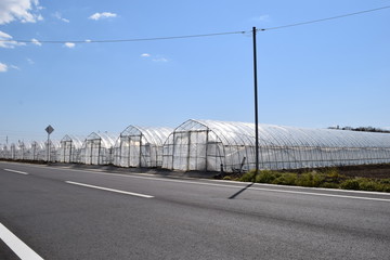 Obraz premium ビニールハウス 温室栽培