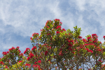 Fototapeta premium Close up view of pohutukawa tree in bloom with blue sky on background.
