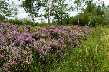 Obraz premium Heide- und Moorlandschaft Struffelt in der Nordeifel