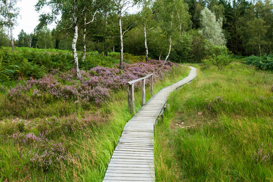 Heide- und Moorlandschaft Struffelt in der Nordeifel