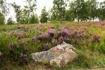 Heide- und Moorlandschaft Struffelt in der Nordeifel