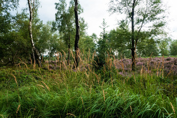 Heide- und Moorlandschaft Struffelt in der Nordeifel