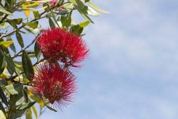 Close up view of pohutukawa in bloom with blue sky on background.